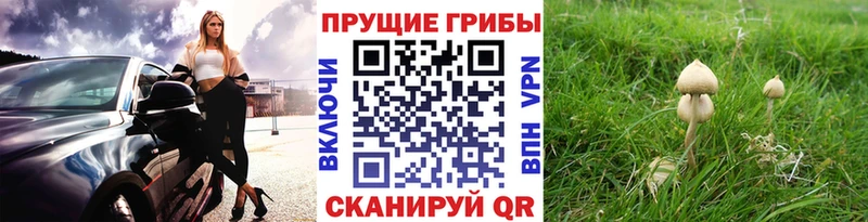 Псилоцибиновые грибы MAGIC MUSHROOMS  Купить где  Можга 